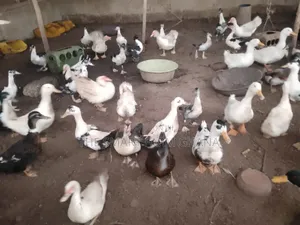 Foreign Mature Ducks