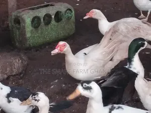 Foreign Mature Ducks