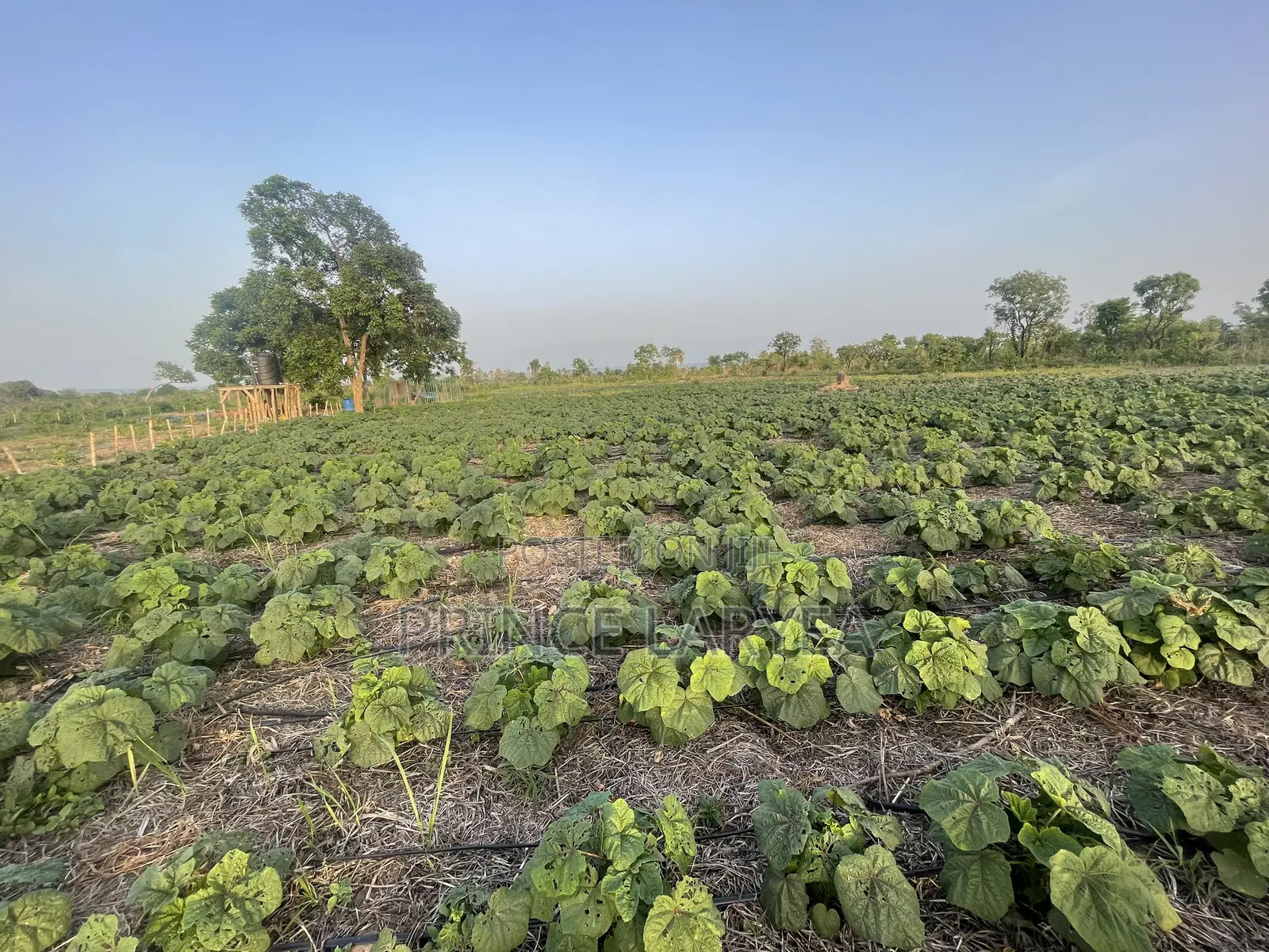 30 Acres Of Farmland For Sale
