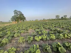 30 Acres Of Farmland For Sale