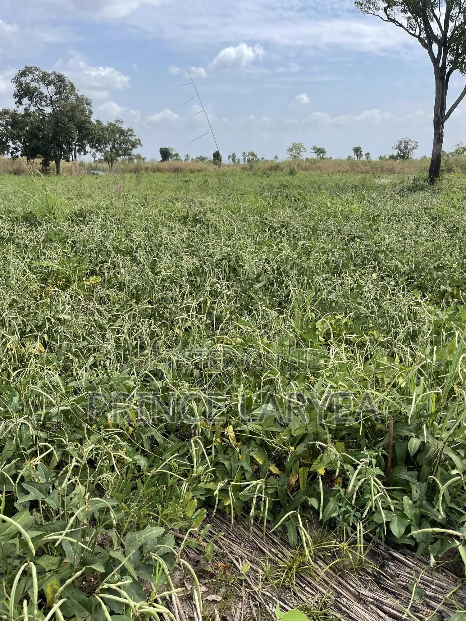 30 Acres Of Farmland For Sale