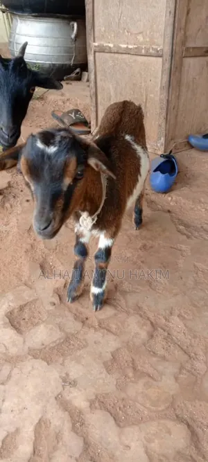 Healthy Goat