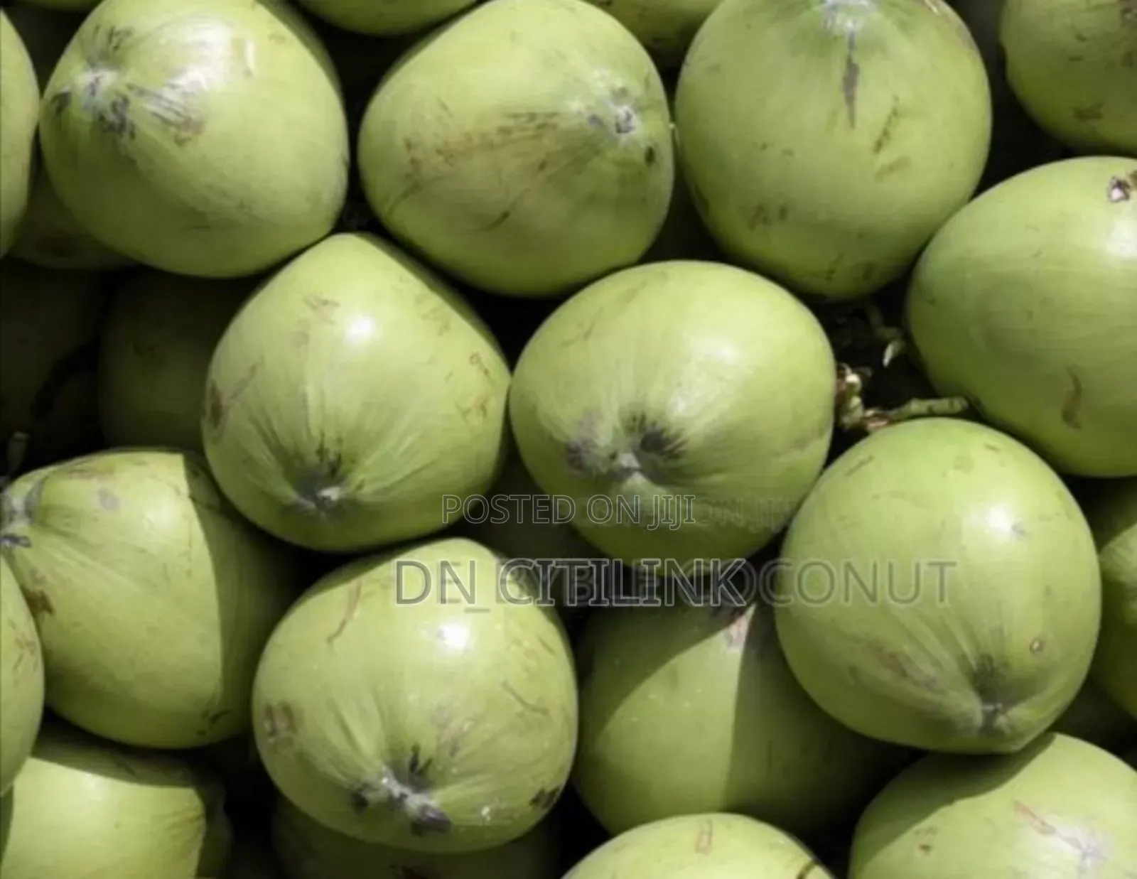 Coconut Retailer and Wholesale