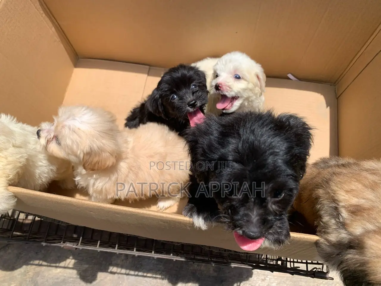 1-3 months Male Purebred Poodle