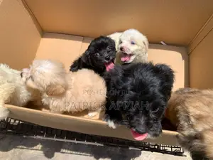 1-3 months Male Purebred Poodle
