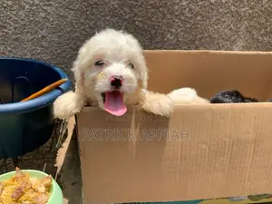 1-3 months Male Purebred Poodle