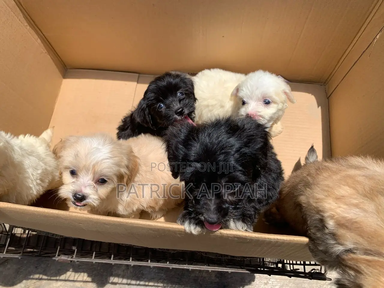 1-3 months Male Purebred Poodle