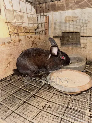 Rabbits for Sale