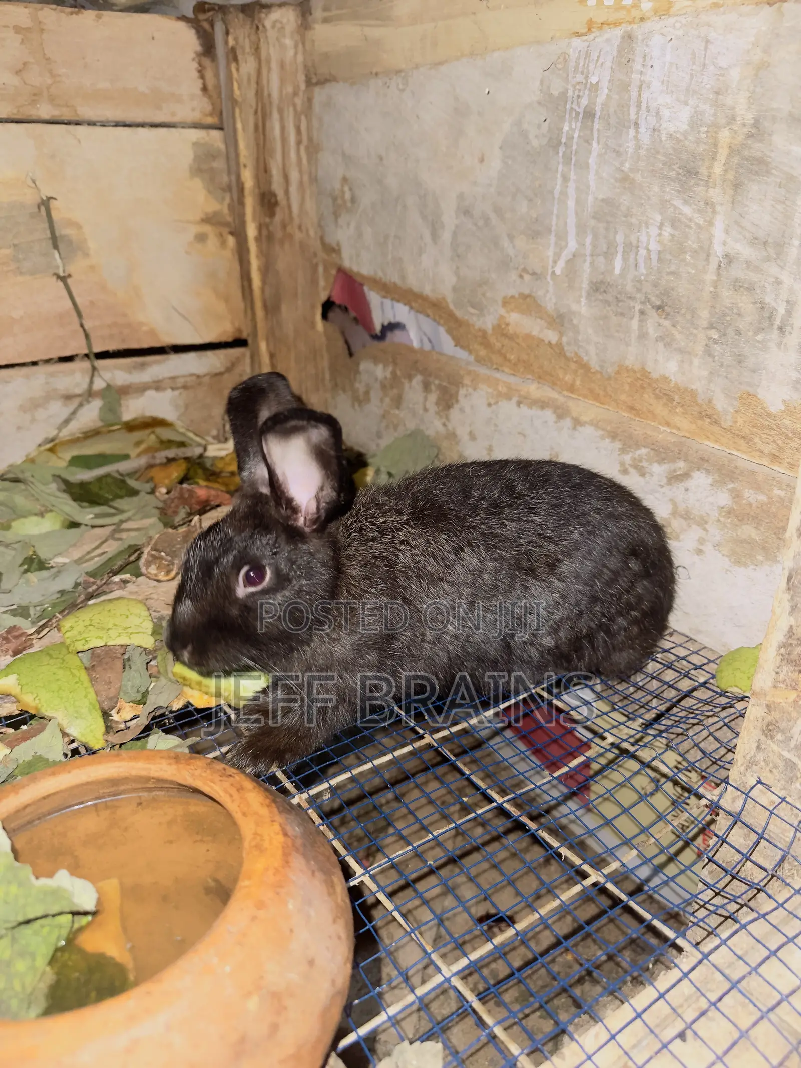 Rabbits for Sale