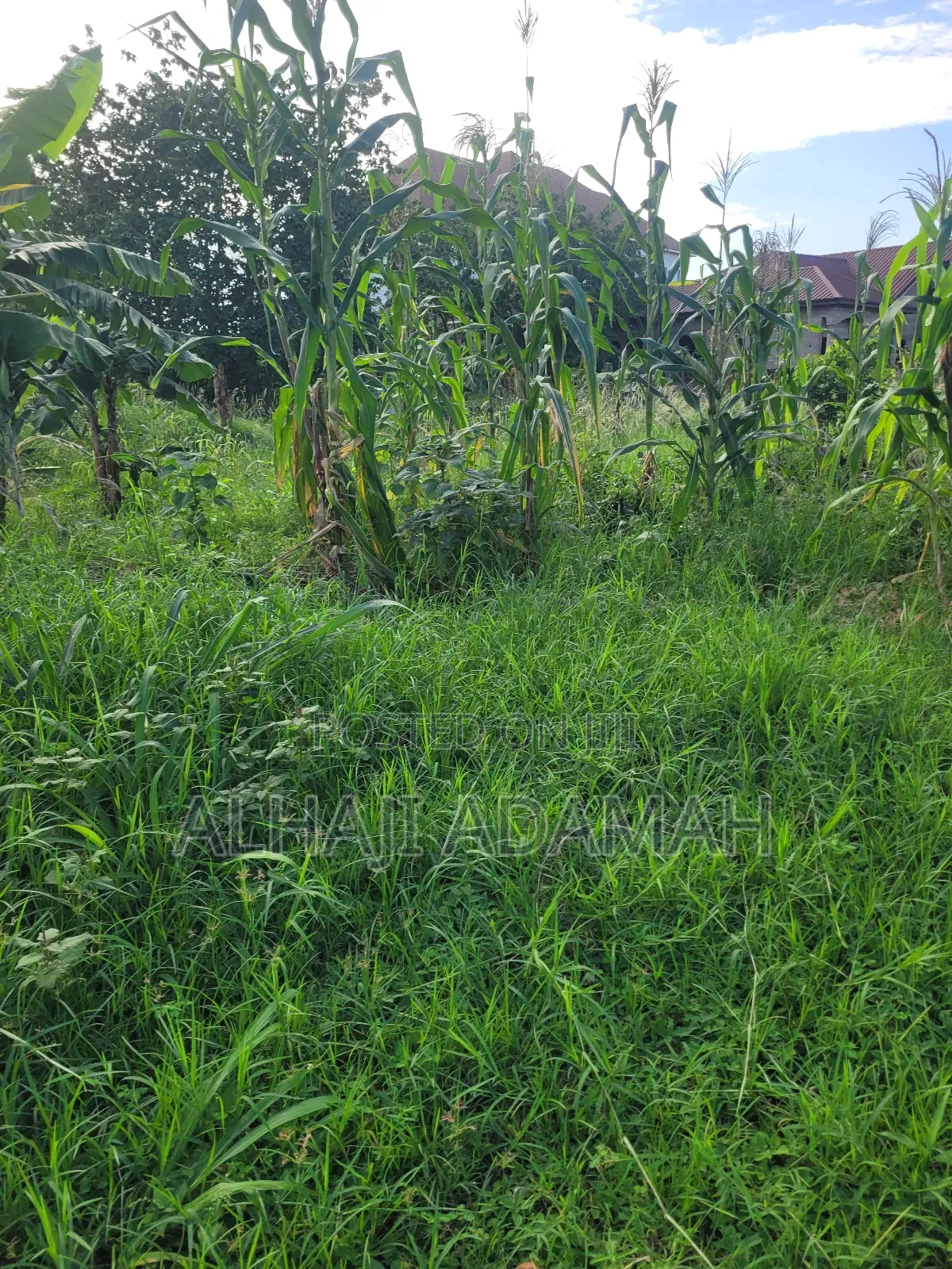 Ten Plots of Land for Sale at Trede Sepease