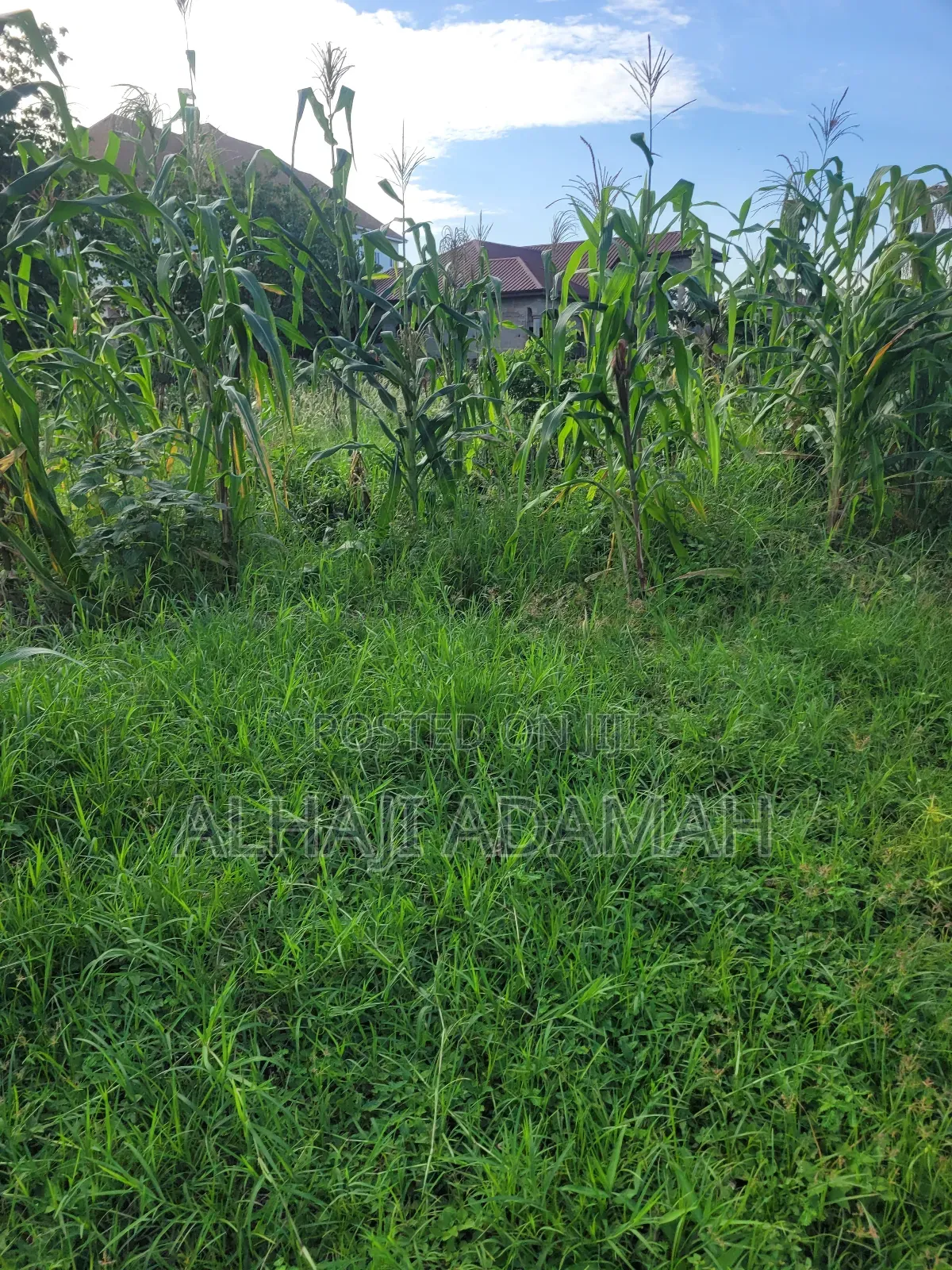 Ten Plots of Land for Sale at Trede Sepease