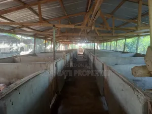 Pig Farm for Sale at Offinso ( on 12 Plots) 2 Half Acres Land