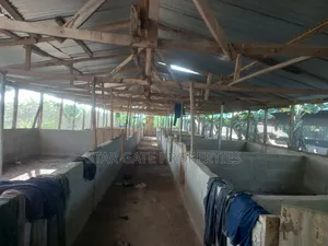 Pig Farm for Sale at Offinso ( on 12 Plots) 2 Half Acres Land