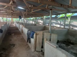Pig Farm for Sale at Offinso ( on 12 Plots) 2 Half Acres Land