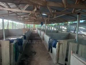 Pig Farm for Sale at Offinso ( on 12 Plots) 2 Half Acres Land