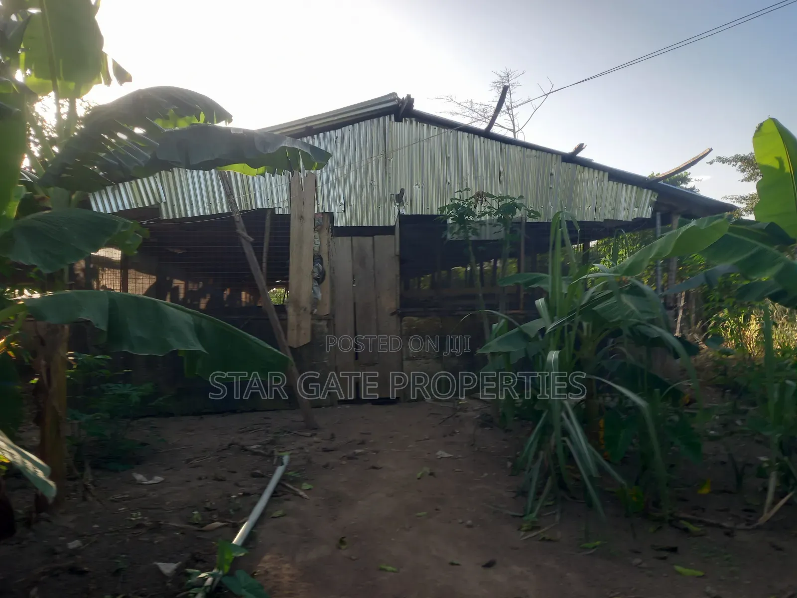 Pig Farm for Sale at Offinso ( on 12 Plots) 2 Half Acres Land