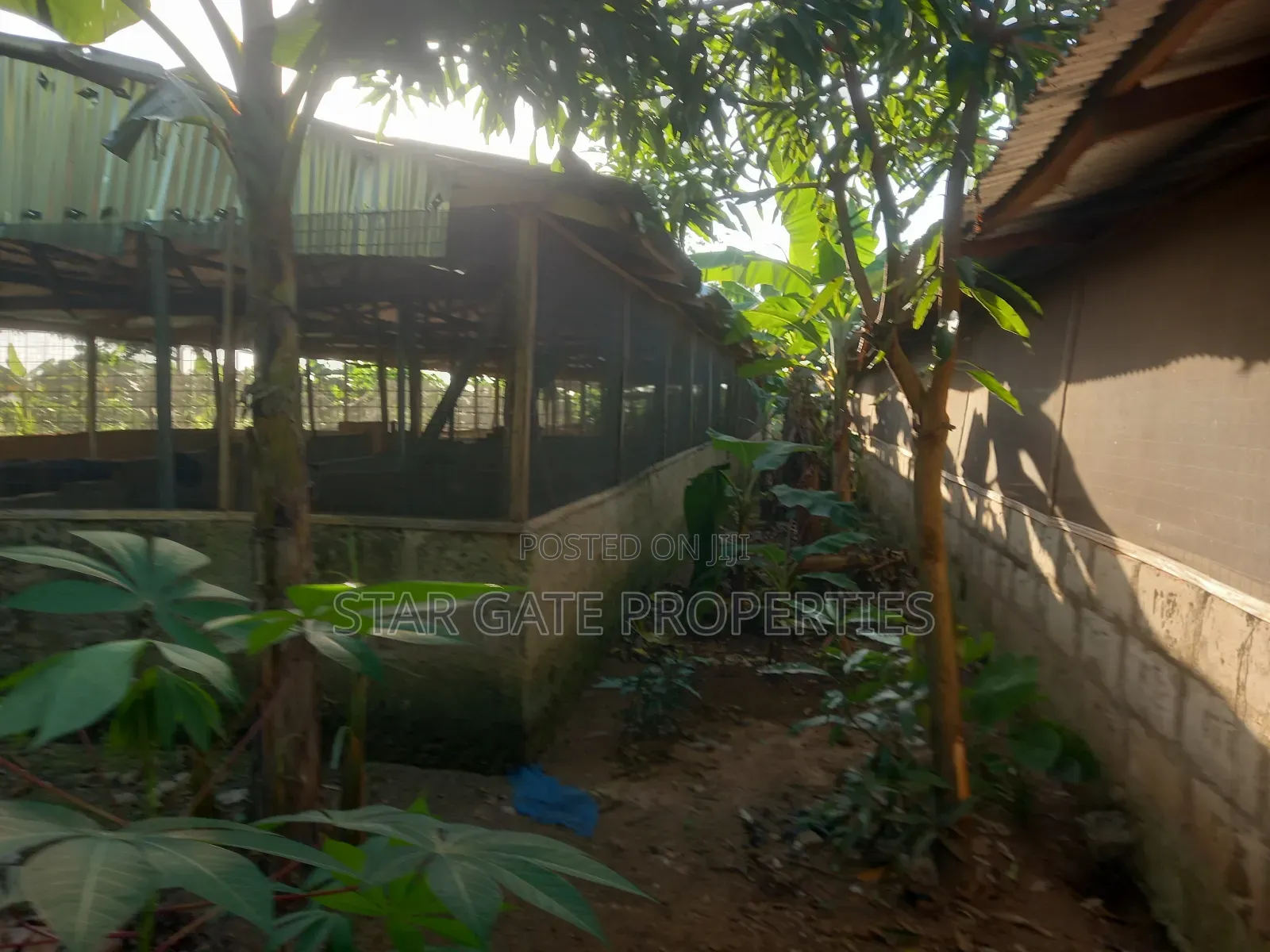Pig Farm for Sale at Offinso ( on 12 Plots) 2 Half Acres Land