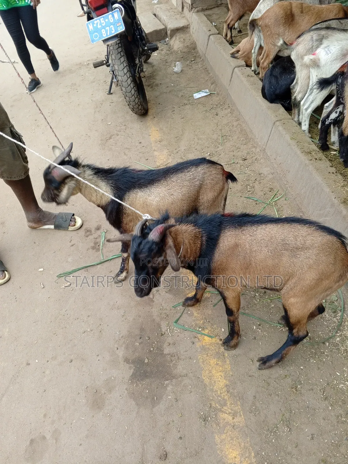 Male Goats for Sale.