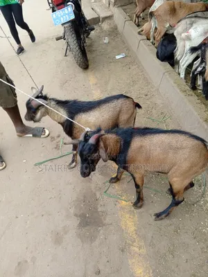 Male Goats for Sale.