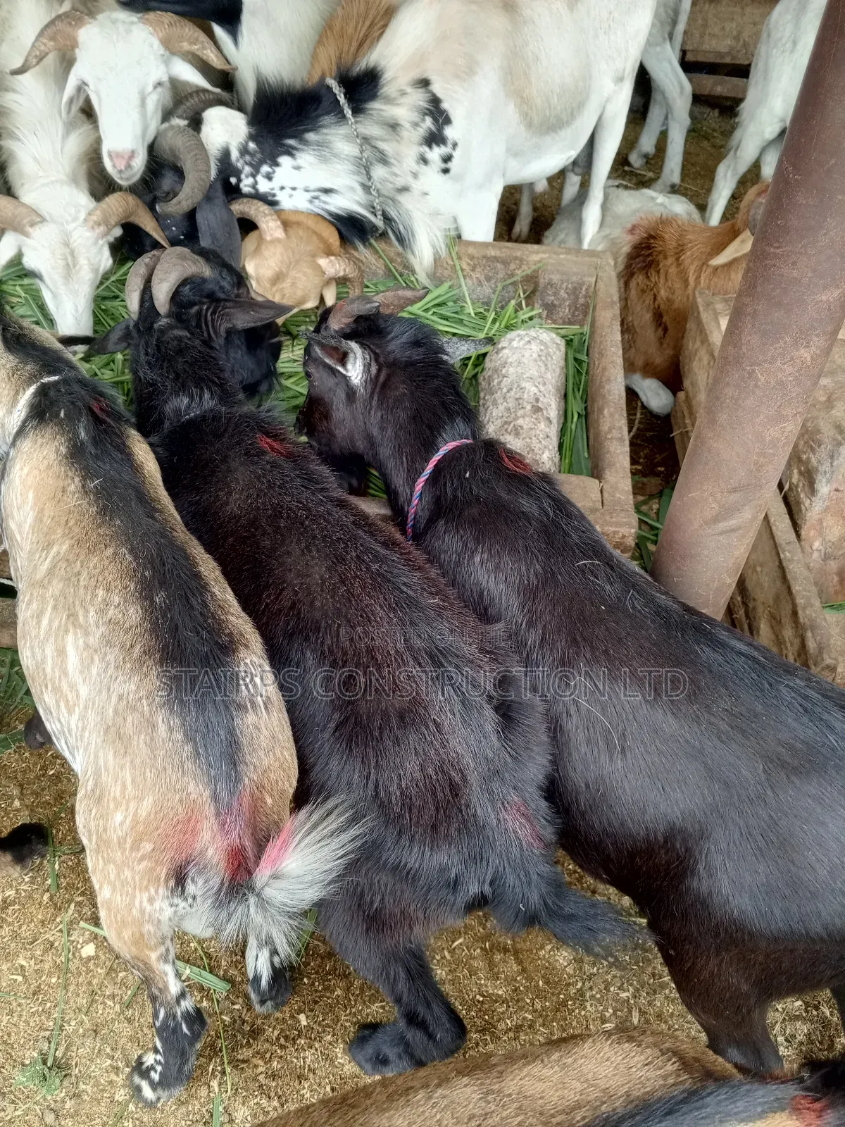 Male Goats for Sale.