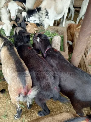 Male Goats for Sale.