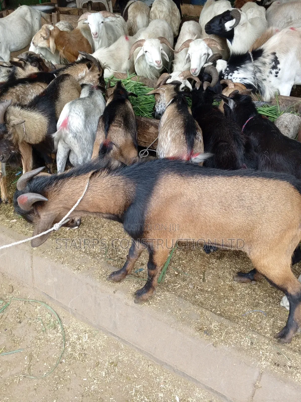 Male Goats for Sale.