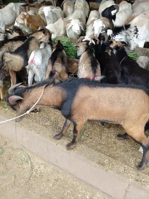 Male Goats for Sale.