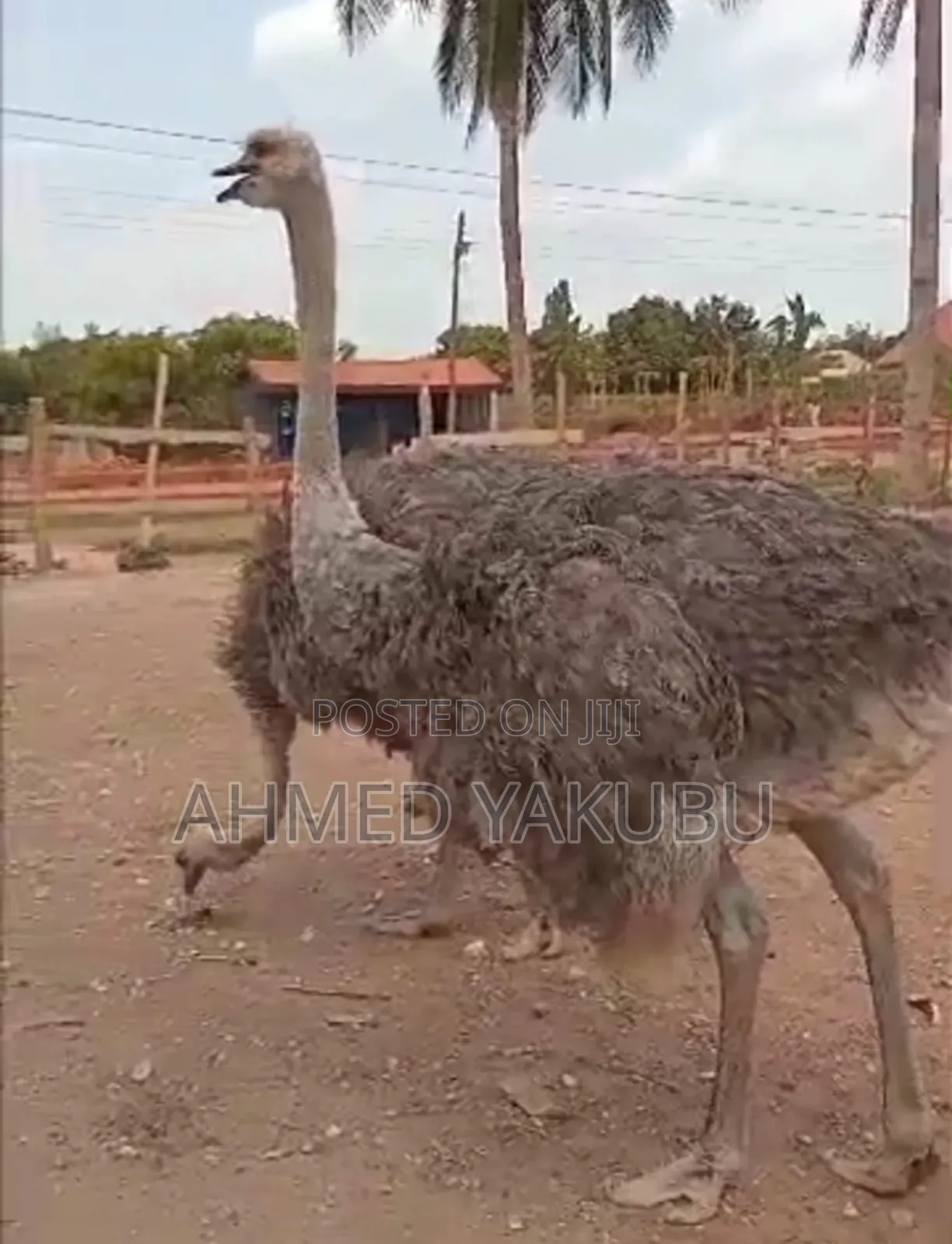 Male and Female Ostrich for Sale