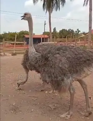 Male and Female Ostrich for Sale