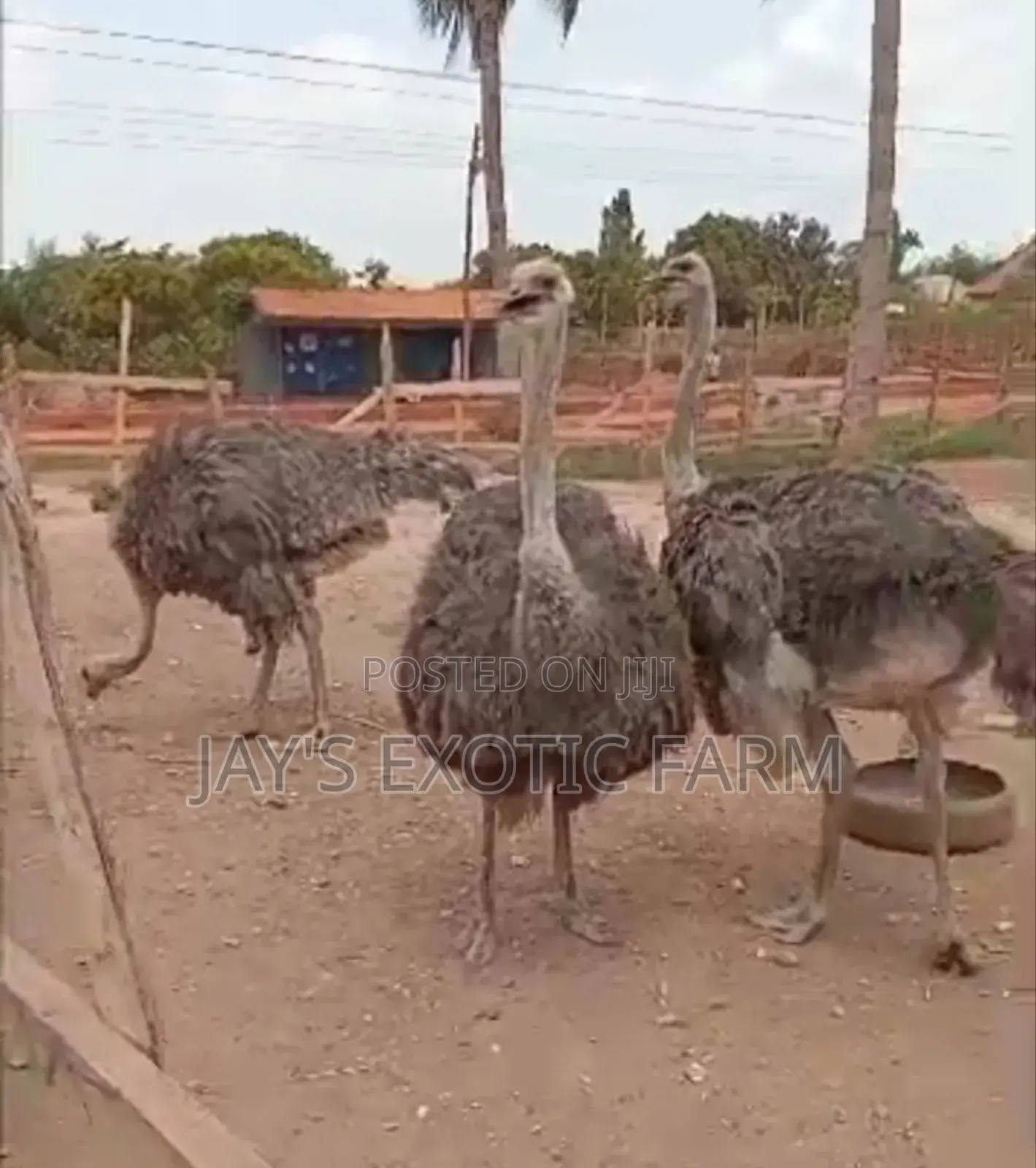 Male and Female Ostrich for Sale