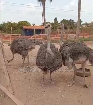 Male and Female Ostrich for Sale