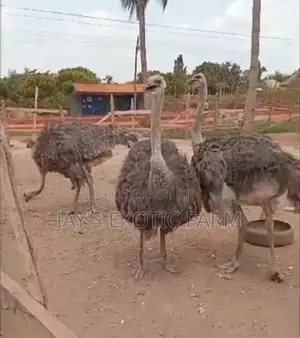 Male and Female Ostrich for Sale