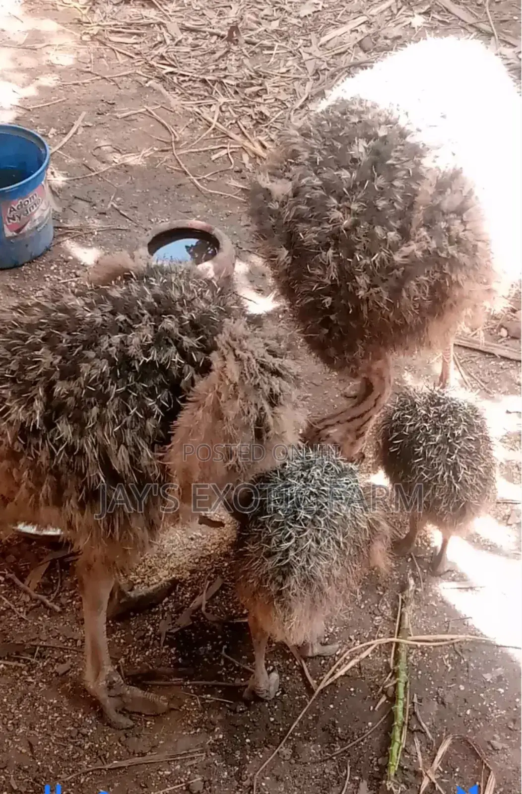 Male and Female Ostrich for Sale