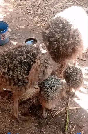 Male and Female Ostrich for Sale