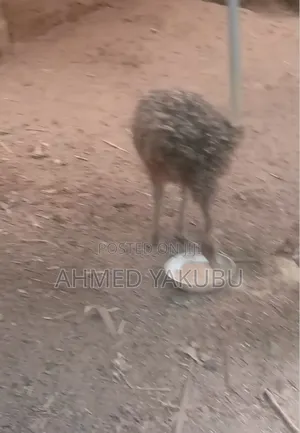 Male and Female Ostrich for Sale