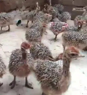 Male and Female Ostrich for Sale