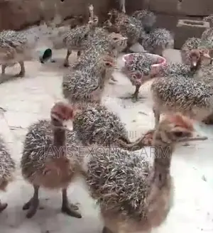 Male and Female Ostrich for Sale