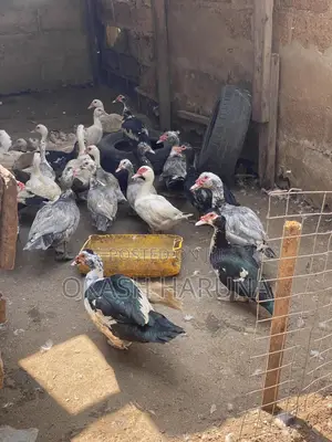 Quality Ducks