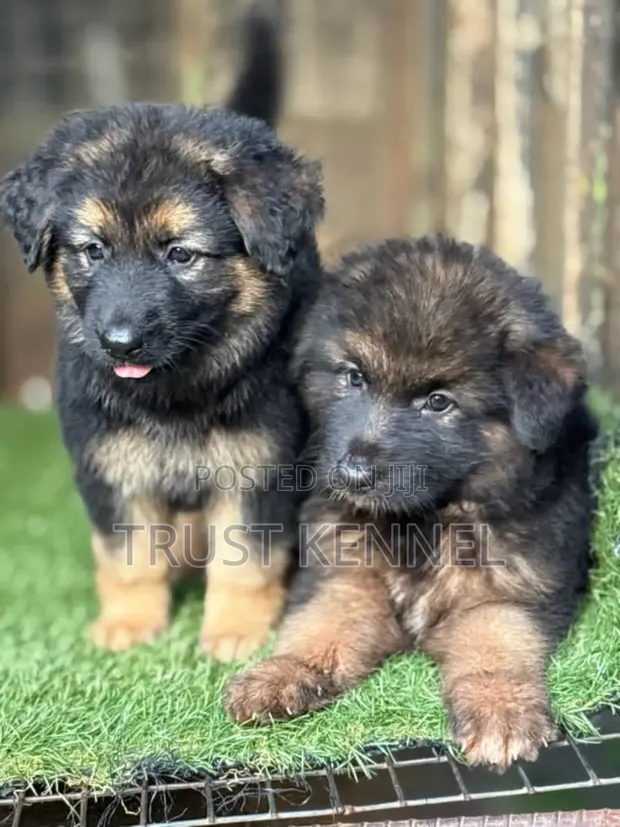 1-3 months Male Purebred German Shepherd in Adenta Dogs