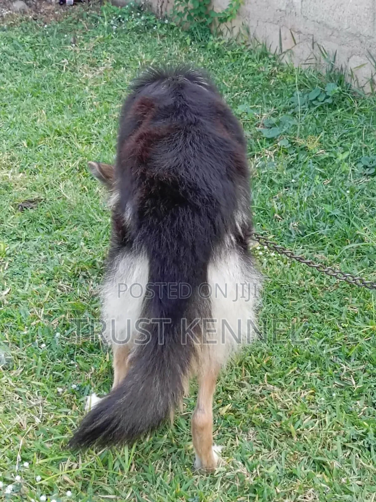 6-12 months Female Purebred German Shepherd