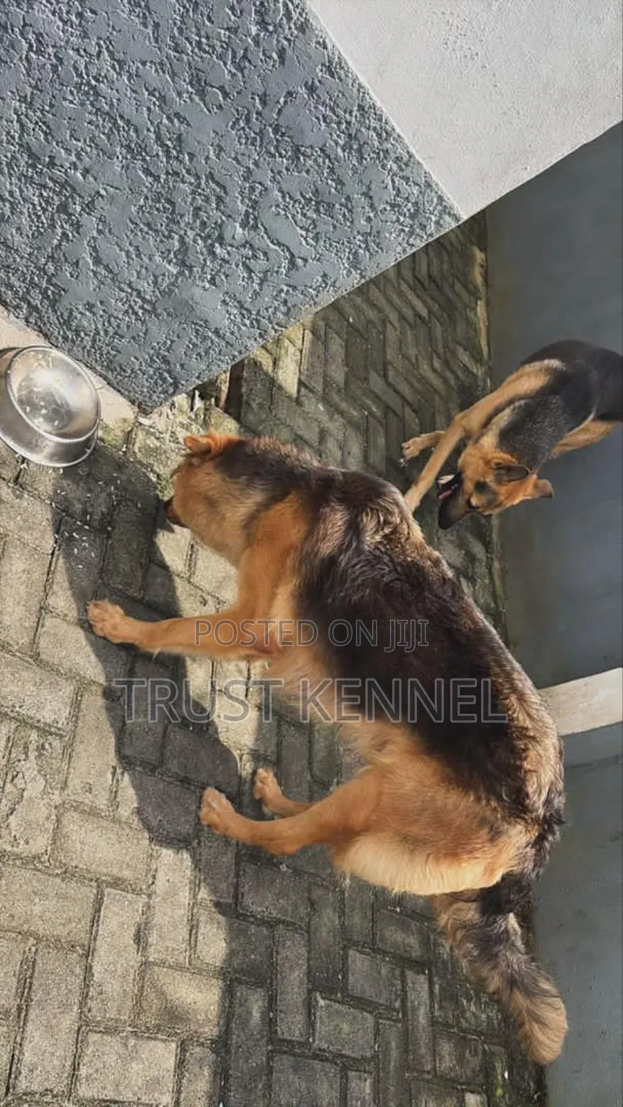 6-12 months Female Purebred German Shepherd