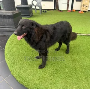 6-12 months Male Purebred German Shepherd