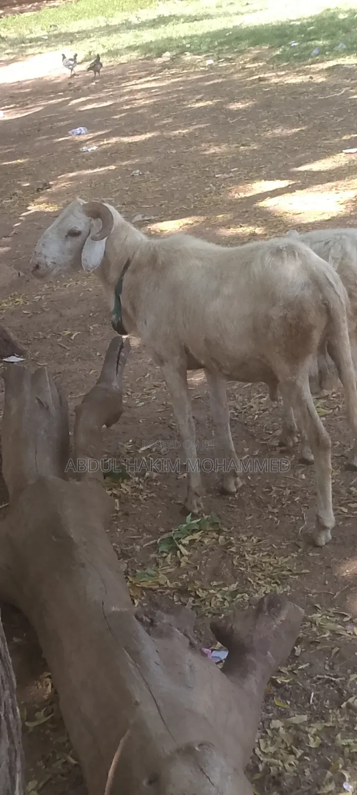 Nice Male Sheep Selling for Cool Price