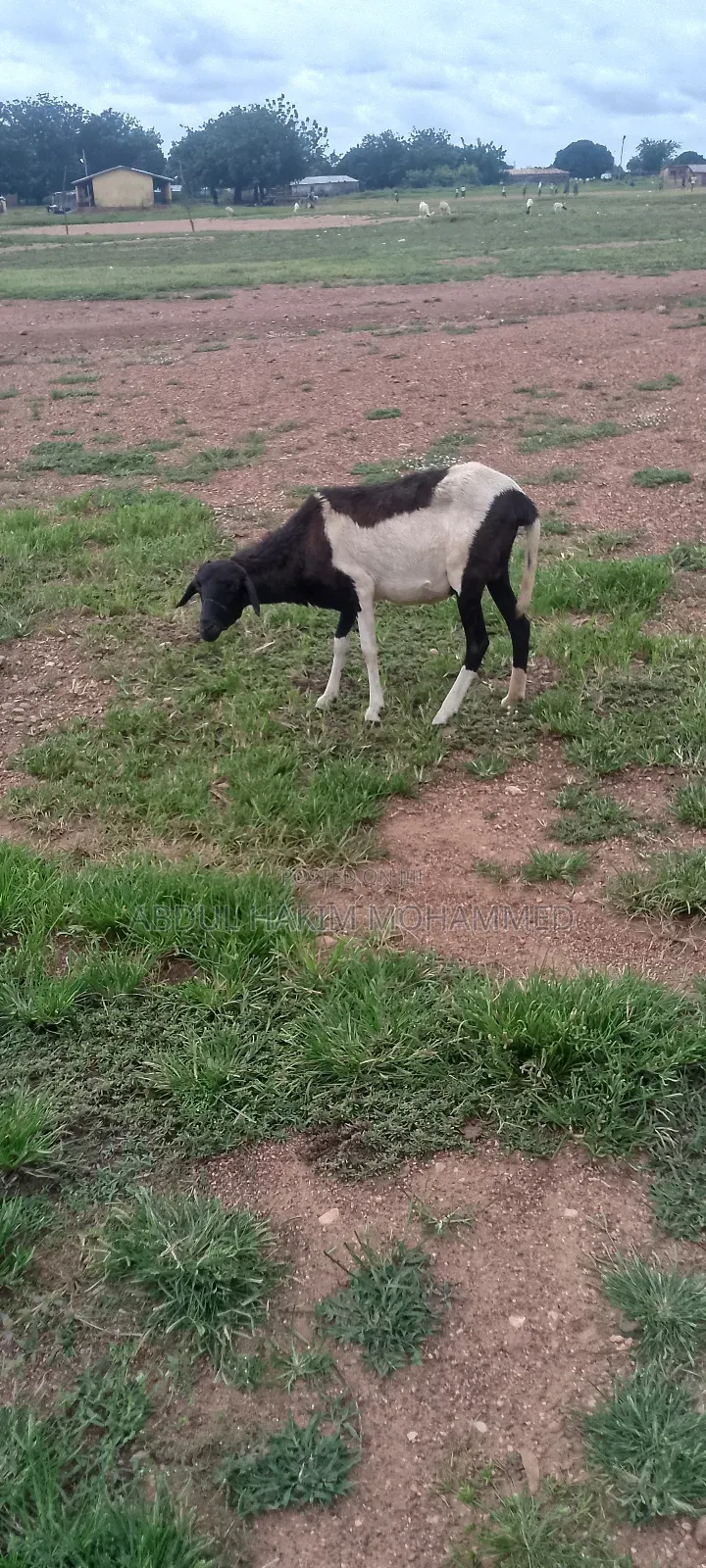 Nice and Healthy Sheep for Sale Cool Price