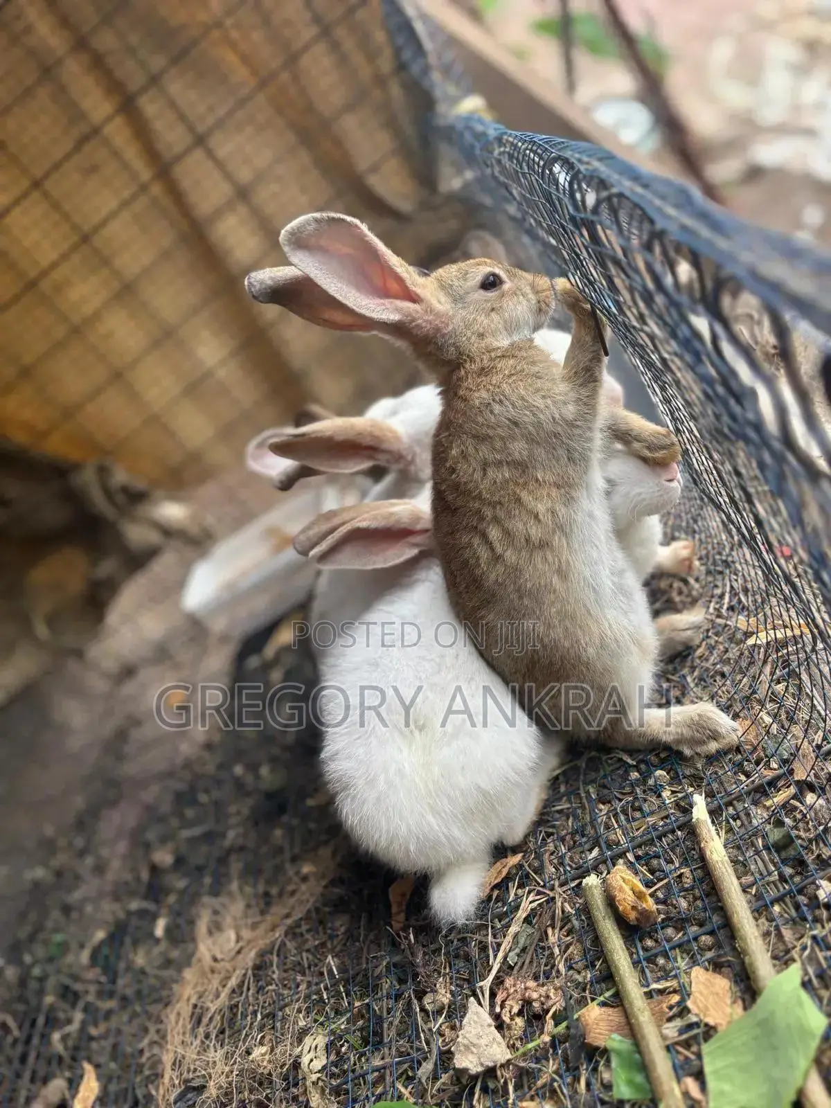 Matured Rabbits. Best Deals