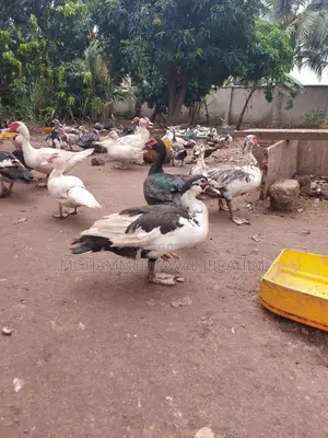 Laying Mature Ducks