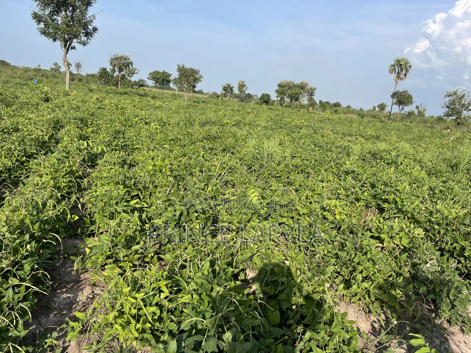 70 Acres of Farmland in Kintampo for Sale
