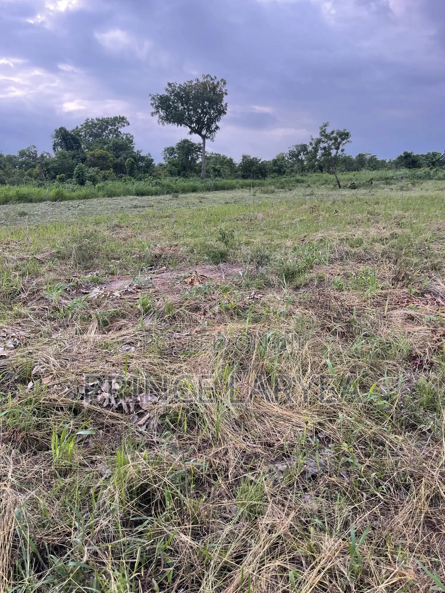70 Acres of Farmland in Kintampo for Sale