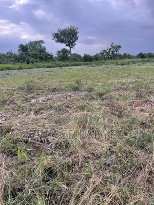 70 Acres of Farmland in Kintampo for Sale