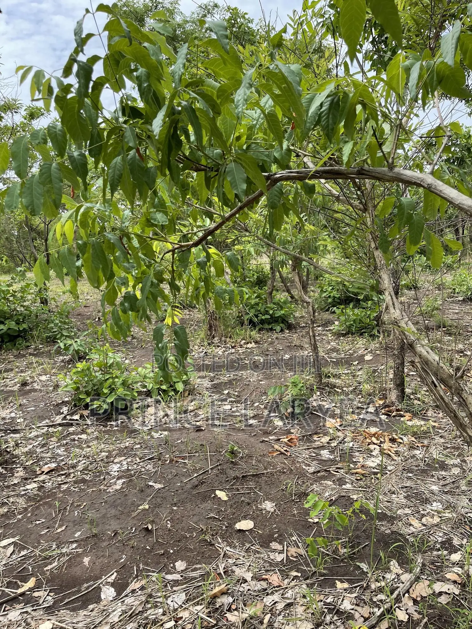 70 Acres of Farmland in Kintampo for Sale